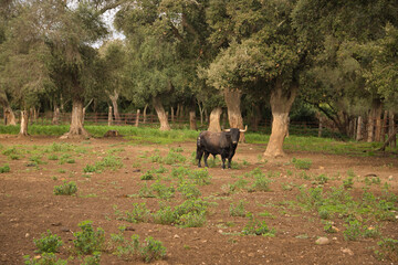 Brave black bull with huge horns, looking defiant, in the middle of the field surrounded by trees. Concept livestock, bravery, bullfighter, bullfight.