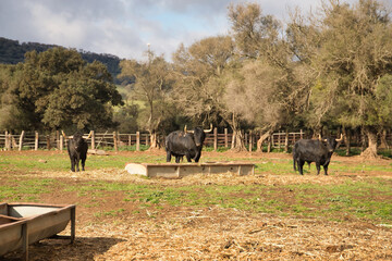 Group of brave black bulls with impressive horns, in the middle of the field grazing next to a...