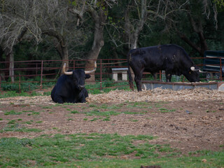 Impressive brave bull, black with big horns, lying on the ground, resting in the middle of the...