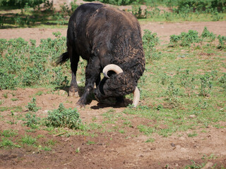 Impressive brave bull, black with huge horns, digging the ground with his horns in the middle of...