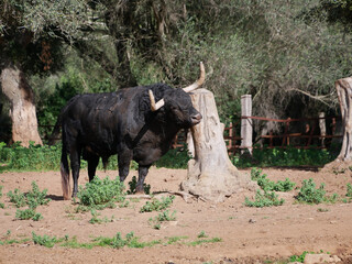 Brave bull, black with huge horns, scratching his face and horns against a tree, in the middle of...