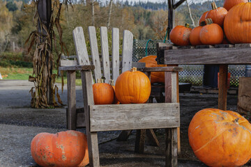 Pumpkins on wooden chair - fall decor 