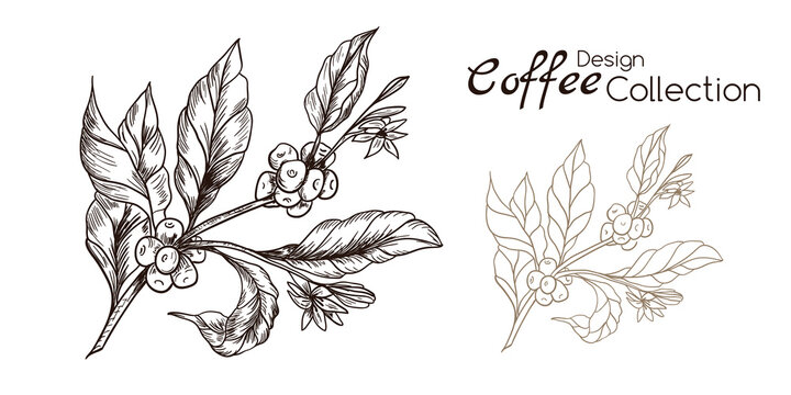 Coffee branches in engraving and line style