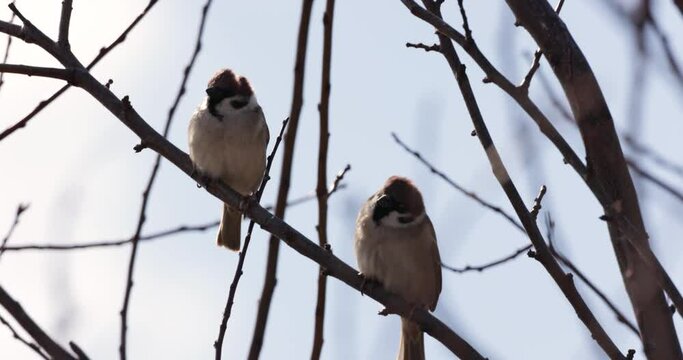 Two Sparrows Perching On A Leafless Tree Branch On A Windy Day. - Closeup