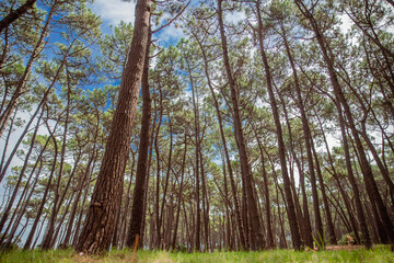 Obraz premium trees in the woods