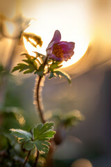 Macro Photo eine Blumen Blüte