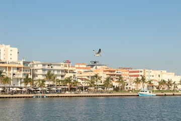 gaviota en el puerto