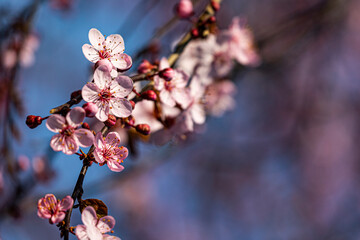 rosa Kirschblüten am Baum im Frühling
