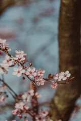 rosa Kirschblüten am Baum im Frühling
