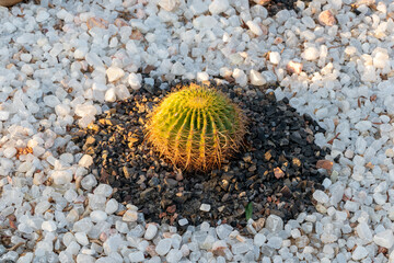 Cactus planted in a botanical garden in Egypt.