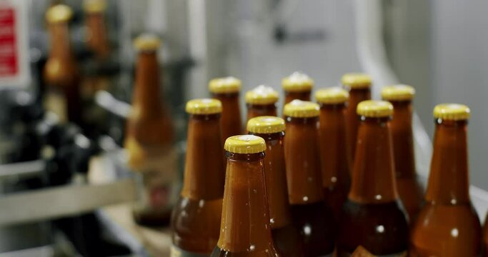 Factory, brewery concept. Beer bottles on automated machine during capping process. Video of beer bottles moving on a conveyor belt. Capping process of full beer bottles. Machine for capping bottles.