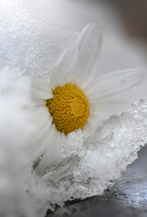 Nahaufnahme von Margeriten Blume im Schnee und Regen