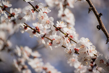 Apricot tree blossoms