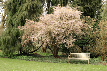 cherry blossoms and a bench in the park