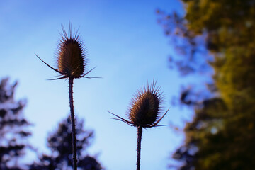 Two dry thistle heads with beautiful blue sky and tree silhouettes in the background