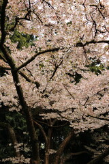 cherry blossoms in the park