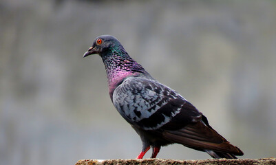 Feral pigeons, also called city doves, city pigeons, or street pigeons.