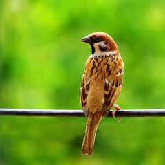 Portrait of a house sparrow.