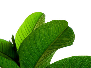 Fototapeta premium guava green leaf isolated on white.