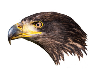 Close-up of an immature American bald eagle