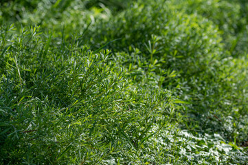 Galium aparine - Cleavers - Gaillet gratteron - Gaillet accrochant