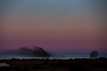 Starlings murmuration in Aiguamolls De L Emporda Nature Park, Spain