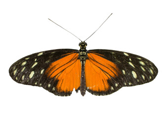 Cut out image of a longwing butterfly - obrazy, fototapety, plakaty