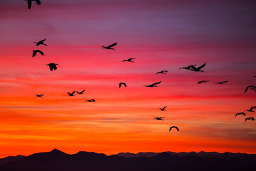 Fototapeta na wymiar Sunset and cranes (Gruidae) in Aiguamolls De L'Emporda Nature Reserve, Spain