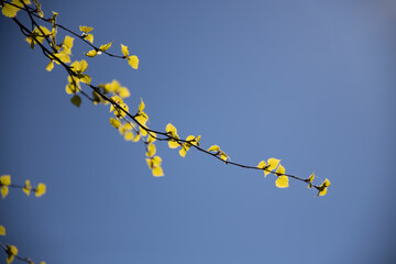 Birch tree branches during spring time