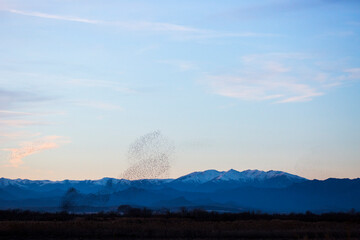 Starlings murmuration in Aiguamolls De L Emporda Nature Park, Spain