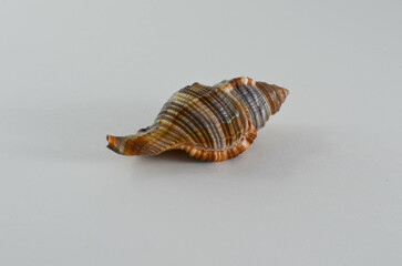 seashell on a white background