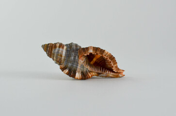 seashell on a white background