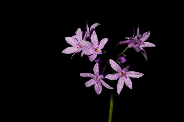 Fototapeta na wymiar Wild garlic showing the beautiful purple flowers