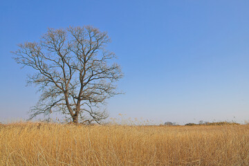 栃木県　渡良瀬遊水地