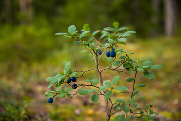 Close up of blueberries in a forest