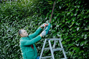A cherry laurel hedge is cut with electric secateurs. garden maintenance. Gardening work in summer