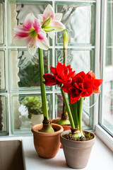 Bright bicolor blooming hippeastrum. Pink-white and red amaryllis in clay pots, macro. Home gardening concept. - obrazy, fototapety, plakaty