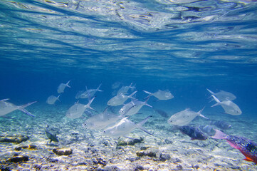 A school of tropical fish underwater and sky with cloud, split view above and below water surface.