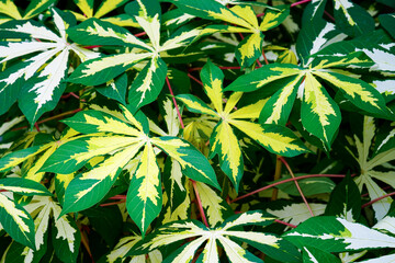 Tropical leaf, nature background, abstract green leaf texture, green yellow leaf texture background.   