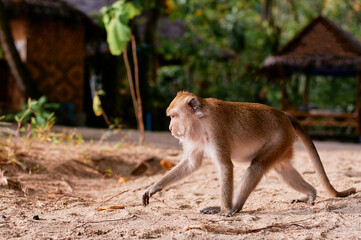 Wild adult macaque monkey outdoors.