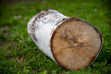 birch tree log on green grass