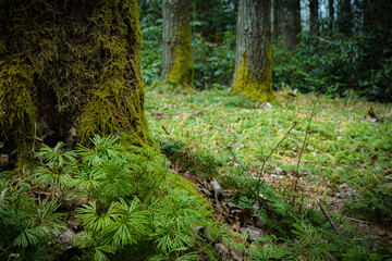 mossy trees and forest foliage