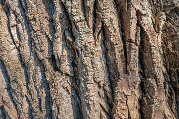 Closeup of the bark of the trunk of an old and thick tree in a large Dutch forest.