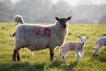 Ewe and lamb in evening spring sunshine, Burwash, East Sussex, England, United Kingdom, Europe