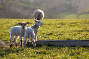 Two lambs by feeding trough in evening spring sunshine, Burwash, East Sussex, England, United...