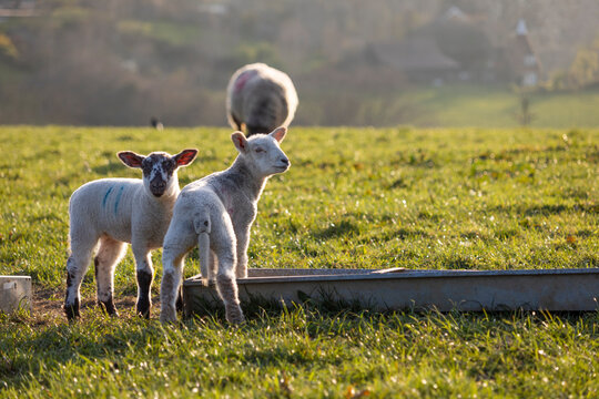 Two lambs by feeding trough in evening spring sunshine, Burwash, East Sussex, England, United Kingdom, Europe