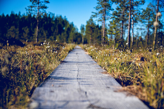 Beautiful swamp scenery with hiking duckboard