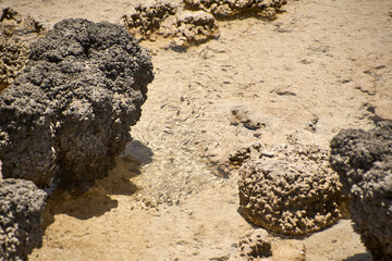 fossile Stromatolithen Kolonie