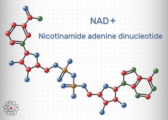 Nicotinamide adenine dinucleotide (oxidized form, NAD+) coenzyme molecule. Structural chemical formula, molecule model. Sheet of paper in a cage