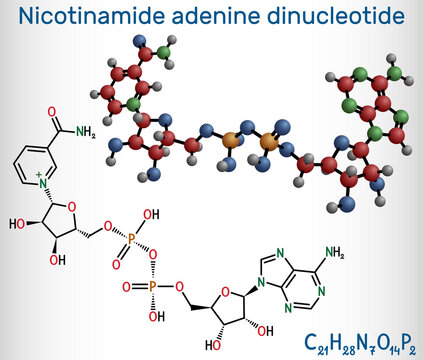 Nicotinamide adenine dinucleotide (oxidized form, NAD+) molecule. It is coenzyme, found in nature and is involved in numerous enzymatic reactions. Structural chemical formula, molecule model.